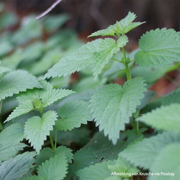 Nettle Leaf Organic - 50 gr 3 Nettle-Ortie-piquante