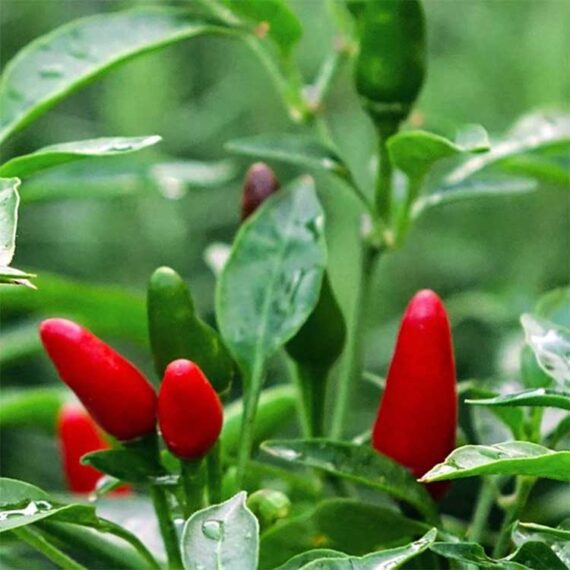 chilli plant
