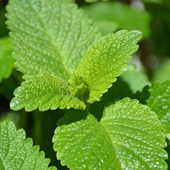 Lemon balm-Mélisse