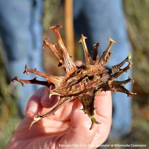 Devil's claw plant