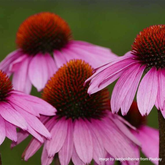 Red-Sunflower-Echinacéa