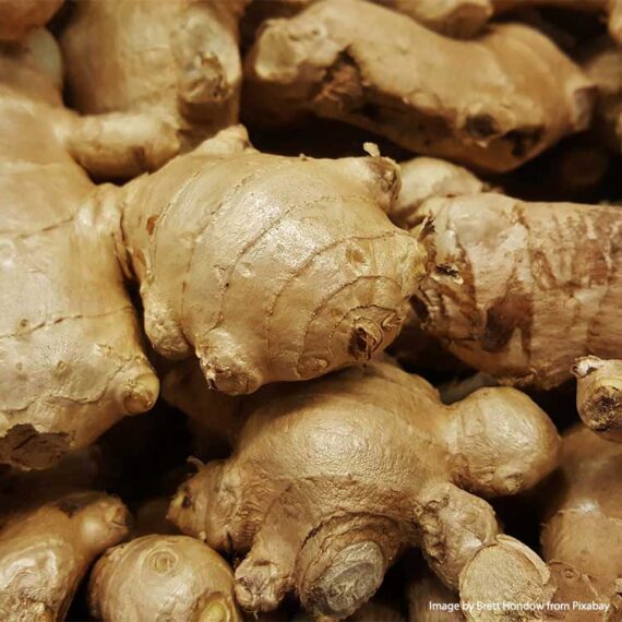 Ginger-gingembre