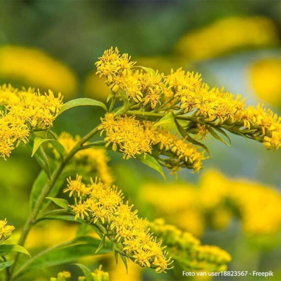 Goldenrod plant