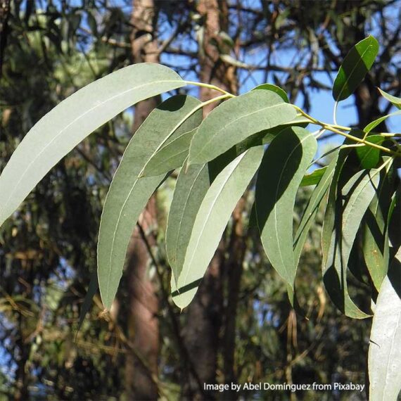 eucalyptus eucalyptus
