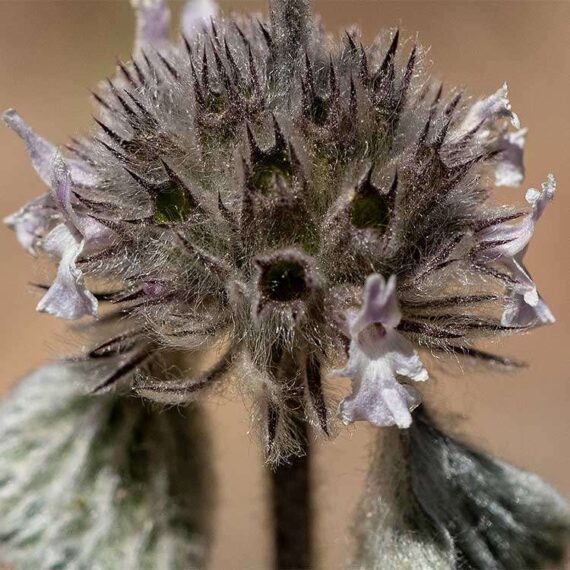 Malrove plant