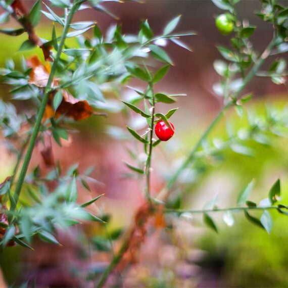 Mouse maple plant