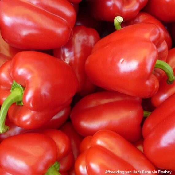 Paprika ground