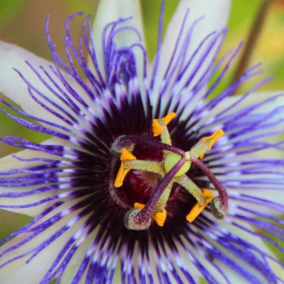 Passionflower (Passiflora incarnata) is a climbing plant with spectacular white-purple flowers. Passionflower's constituents have mainly a calming effect. Passionflower is native to the southeastern United States and Central and South America. There, the Passion Flower has long been used for sleep problems. With us, the Passion Flower is also very well known as an ornamental plant for the overgrowth of pergolas, ... Passion Flower is used in phytotherapy mainly for anxiety (including fear of surgery) and insomnia.