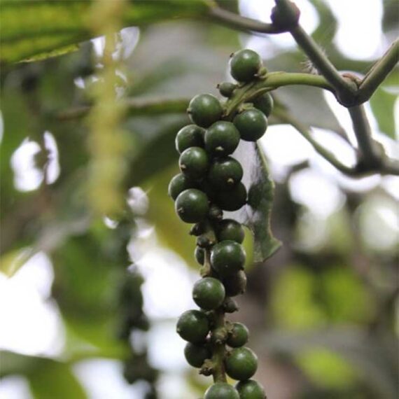 Pepper-black-Poivre-noir