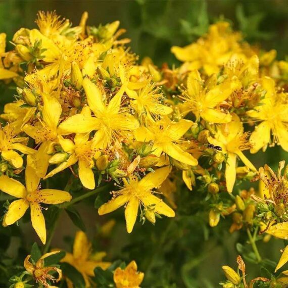 St. John's wort bloom