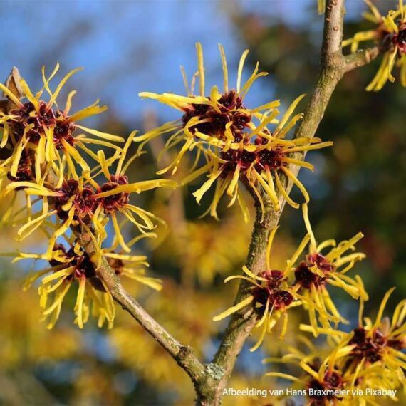 Witch hazel-hamamelis
