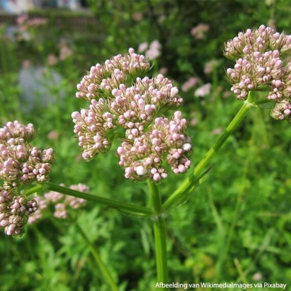 Valerian-valerian