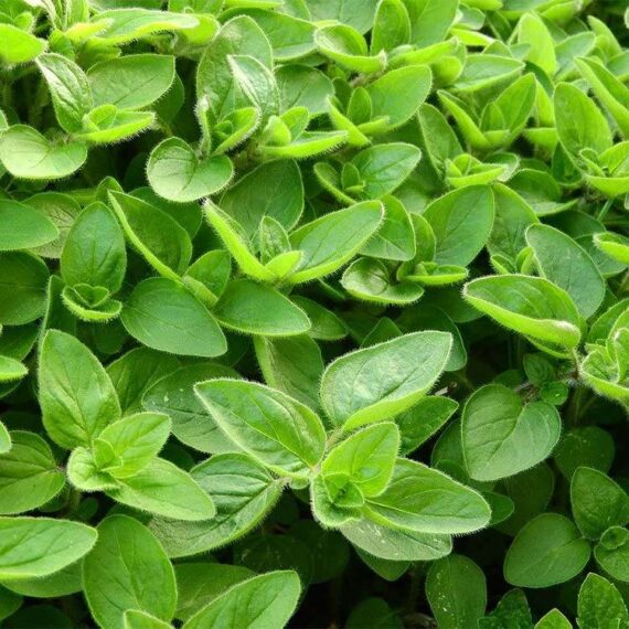 marjoram plant