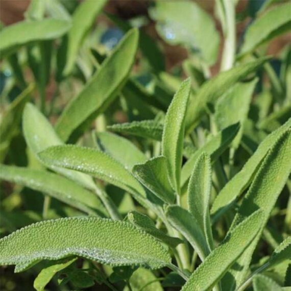 sage plant