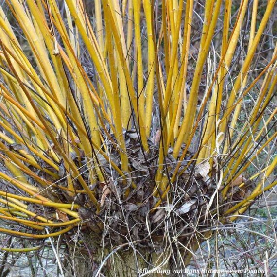 willow-bark-écorce-de-saule