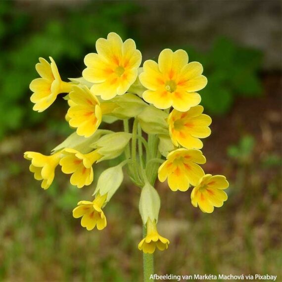 Marigold primrose