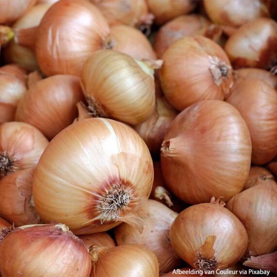 Onion-granulé-d'oignon