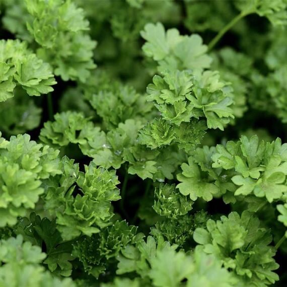 Parsley-Persil