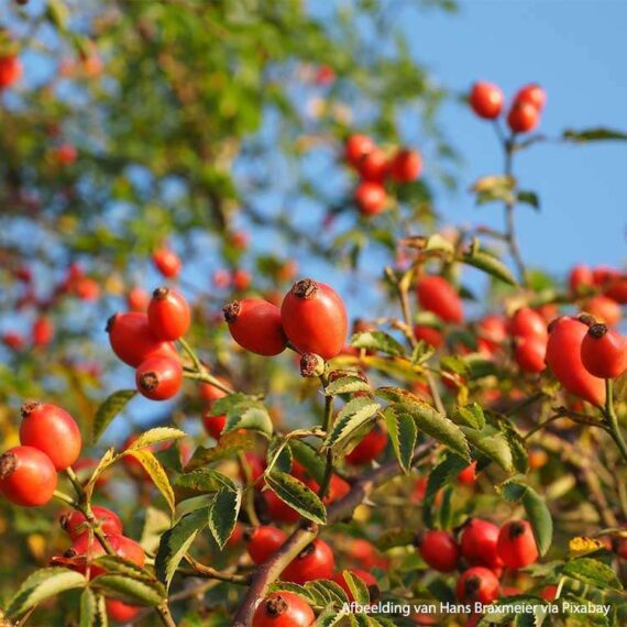 Rose hip-cynorrhodon