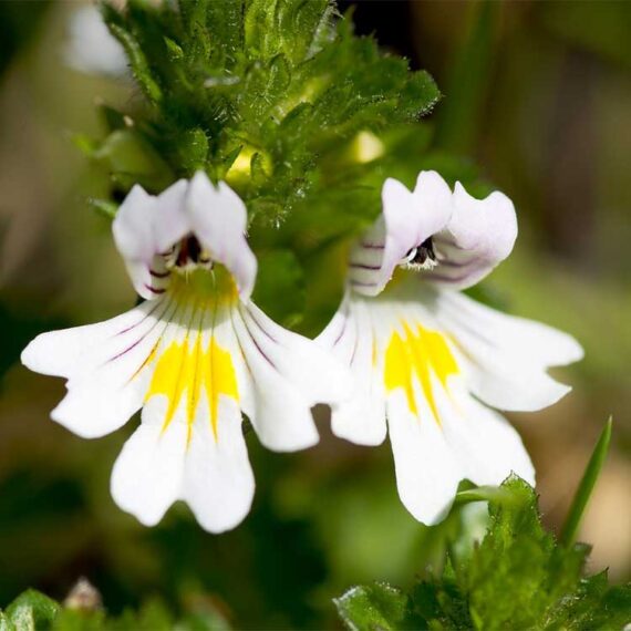 Eyebright plant