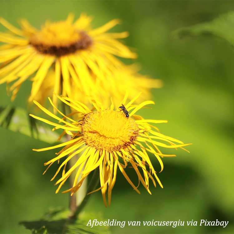Elecampane Organic - 150 gr 3 Alant root Aunée racine