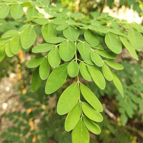 Moringa plant