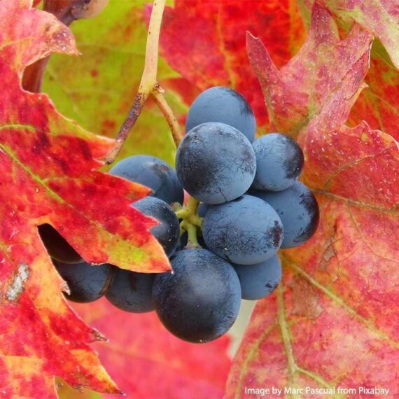 Vine leaf-vigne-rouge