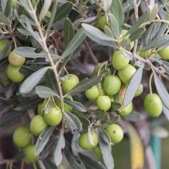 Olive Leaf Plant