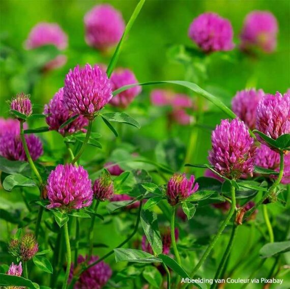 Red-clover-trèfle-rouge