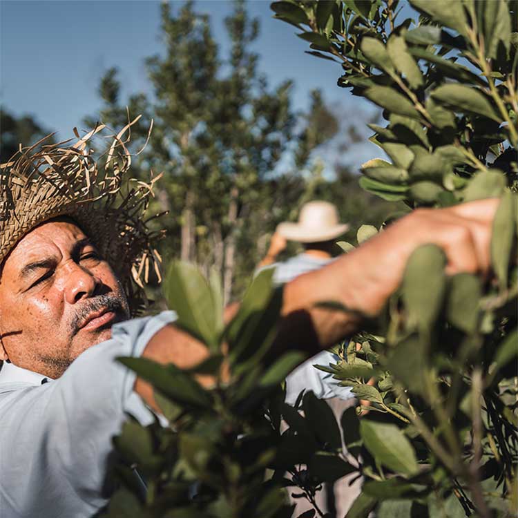 Yerba Mate Organic - 75 gr 3 Yerba-Mate plant