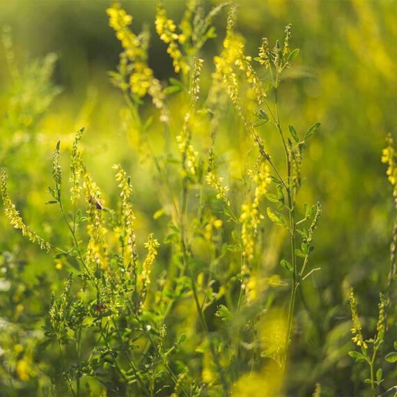 Honeyclover plant