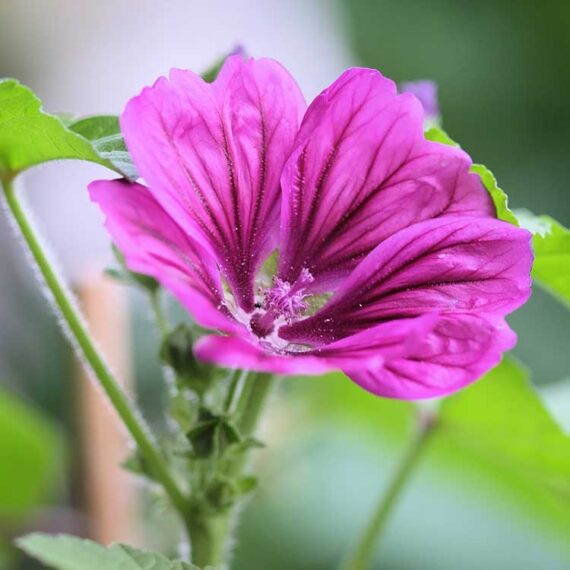 Cheesy herb-flower