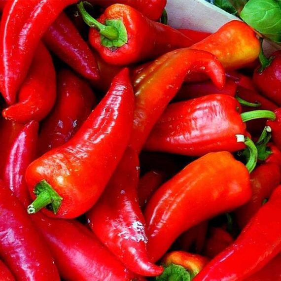 Paprika powder plant