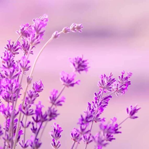 Lavandin flower