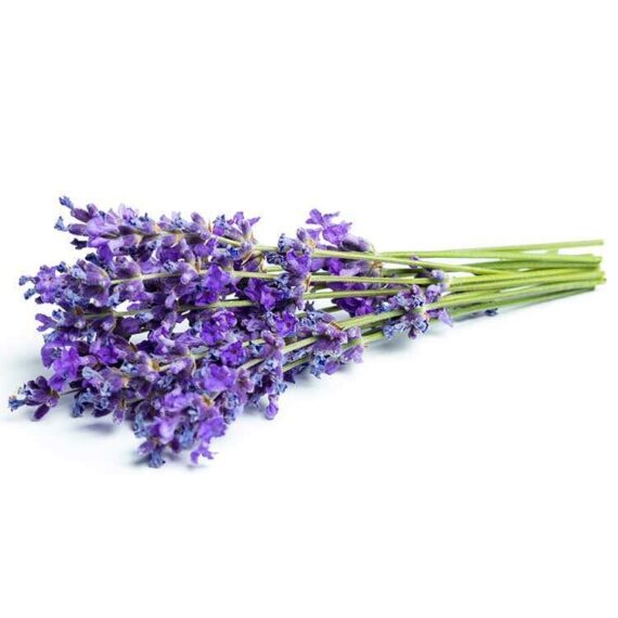 Lavender-EO