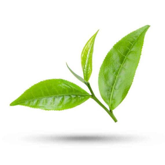 Tea tree essential oil Physalis bio - Image 2