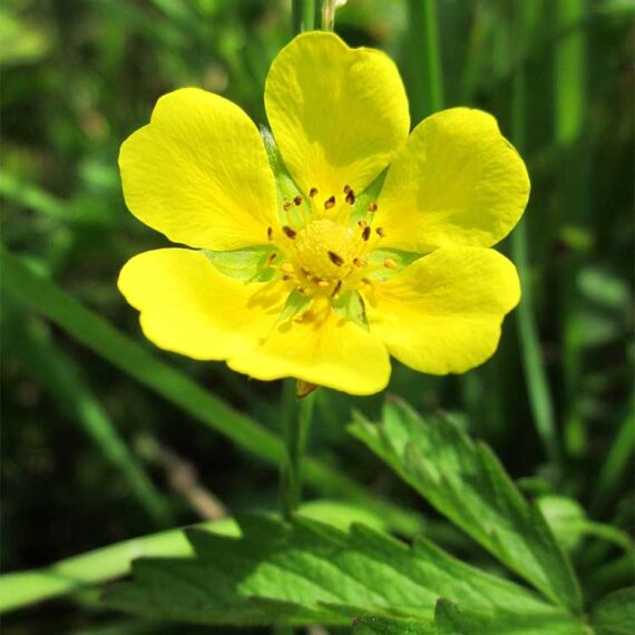 Tormentil plant