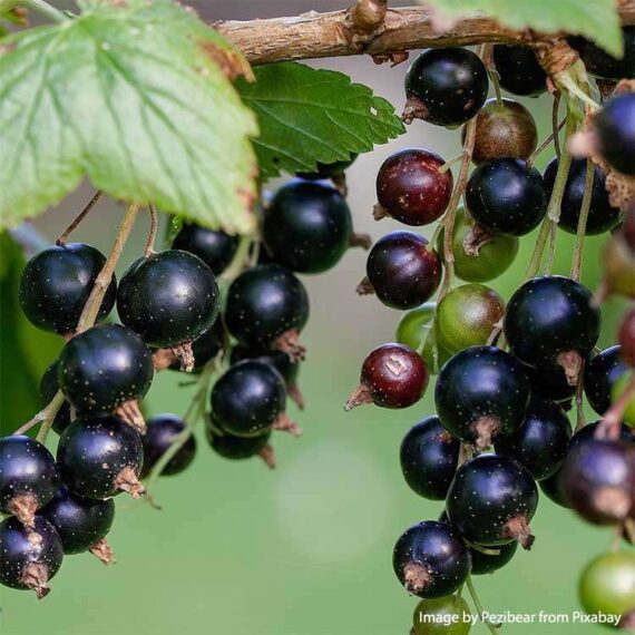 Black-currant-baies-de-cassis
