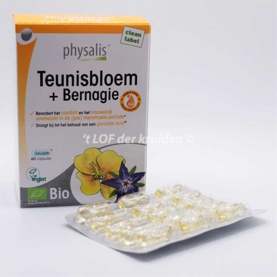 Evening primrose bernagia-2