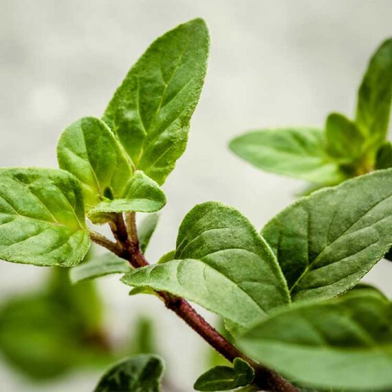 Oregano plant