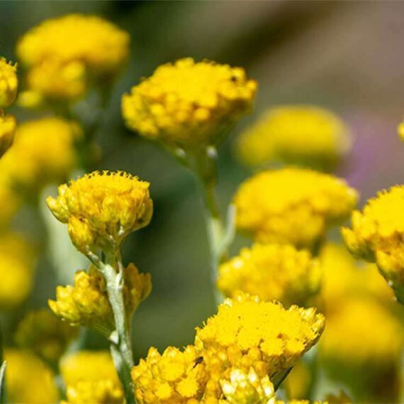 strawflower-plant