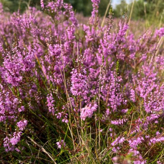 Heather Flowers Bio - 50gr - Image 2