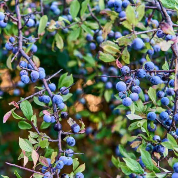 Blackthorn Berry Bio - 150 gr - Image 2