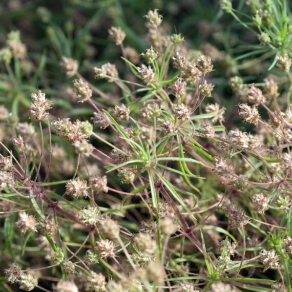 Black Flaxseed (Psyllium seed) Organic - 150 gr. - Image 2