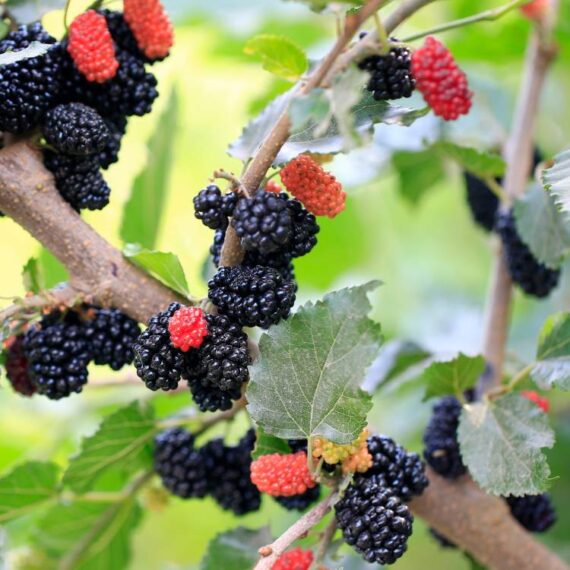 Mulberry Black Organic - 150 gr - Image 2