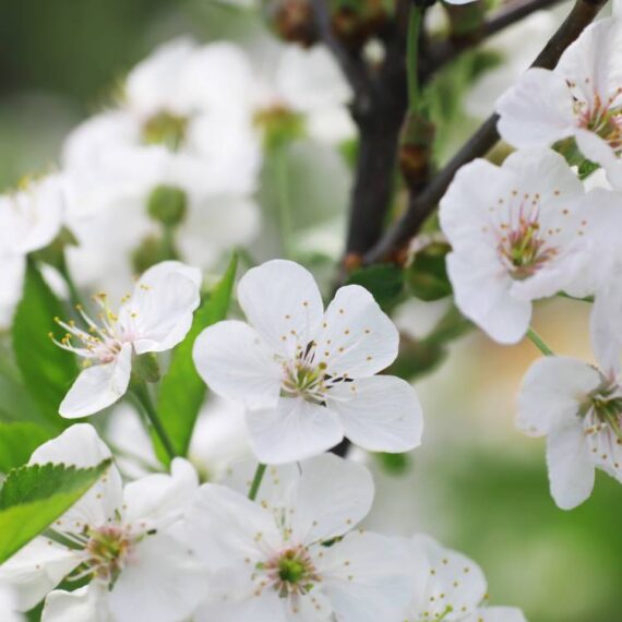 Blackthorn Blossom Bio - 75 gr. - Image 2
