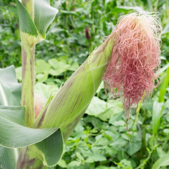 Corn Silk Organic - 40gr - Image 2