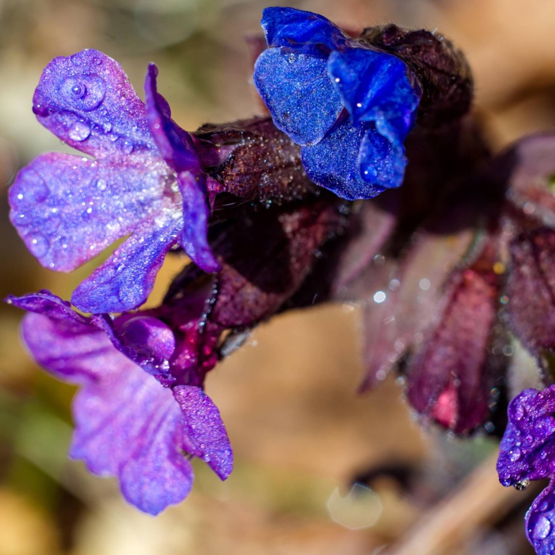 Lungwort Organic - 50 gr 2 Lungwort Organic - 50 gr - Image 2