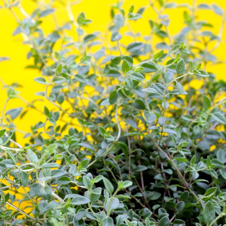 Lemon Thyme Organic - 40 gr 2 Lemon Thyme Organic - 40 gr - Image 2