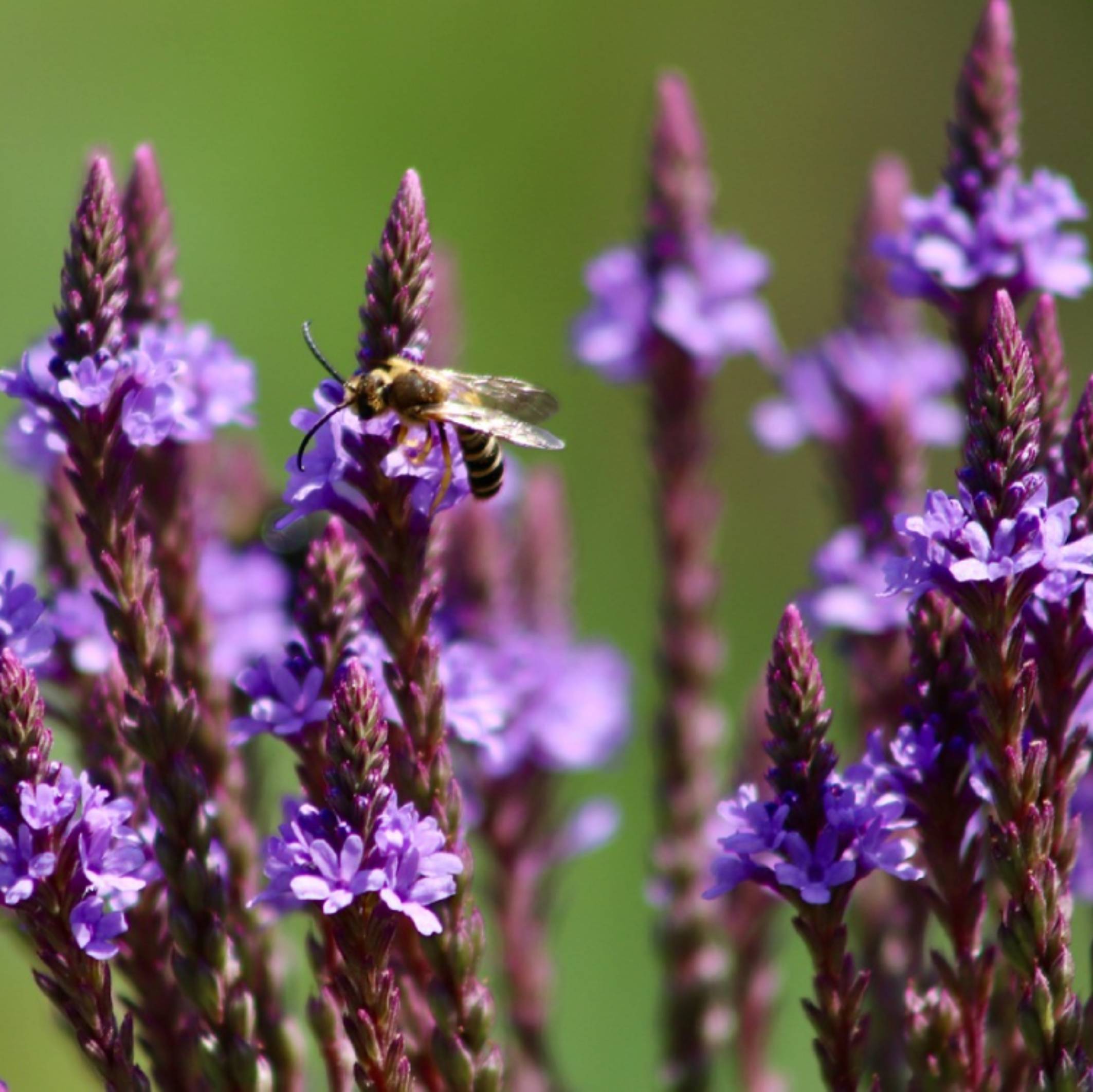 Vervain Organic - 100 gr 2 Vervain Organic - 100 gr - Image 2